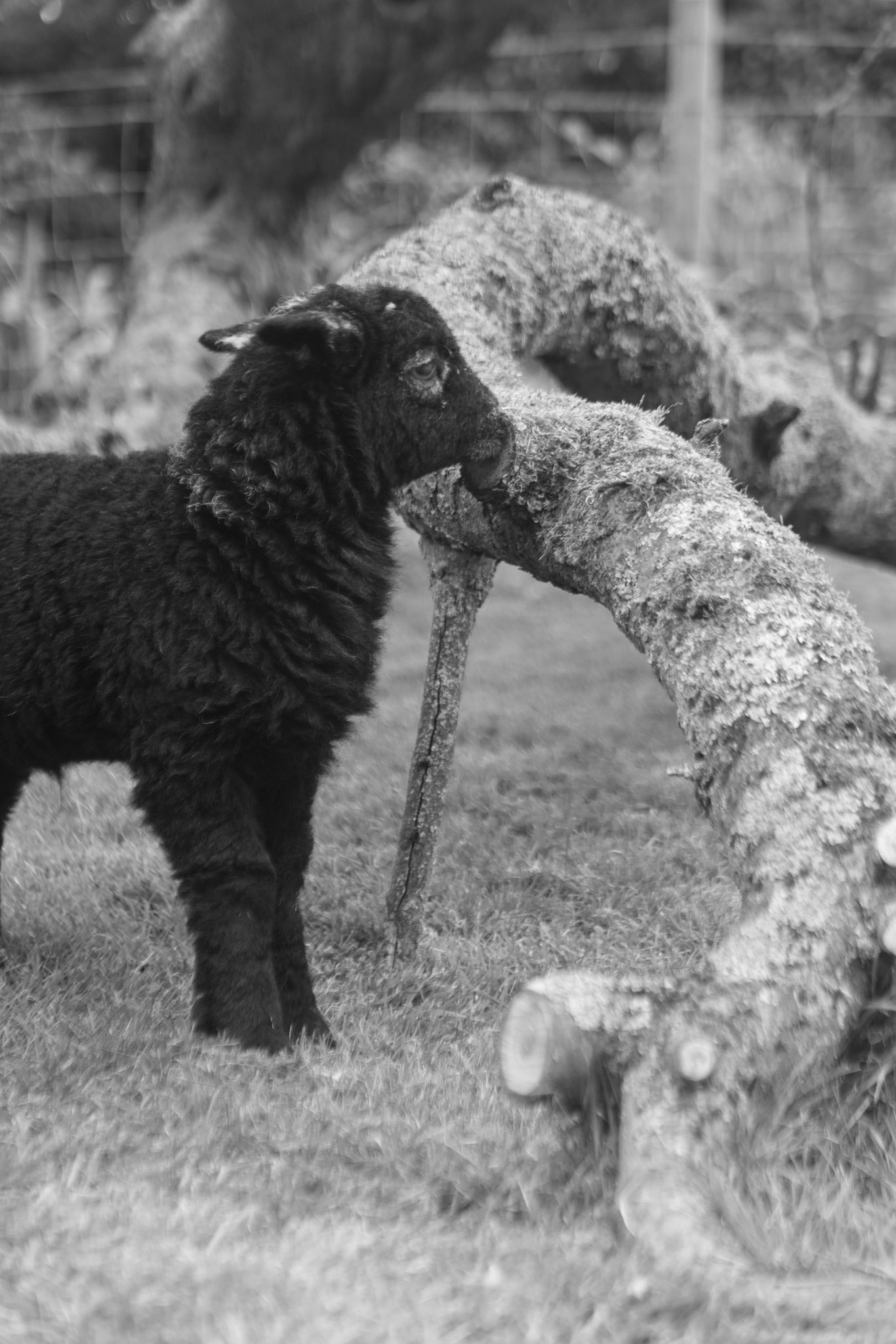Alpacas gathered together outdoors