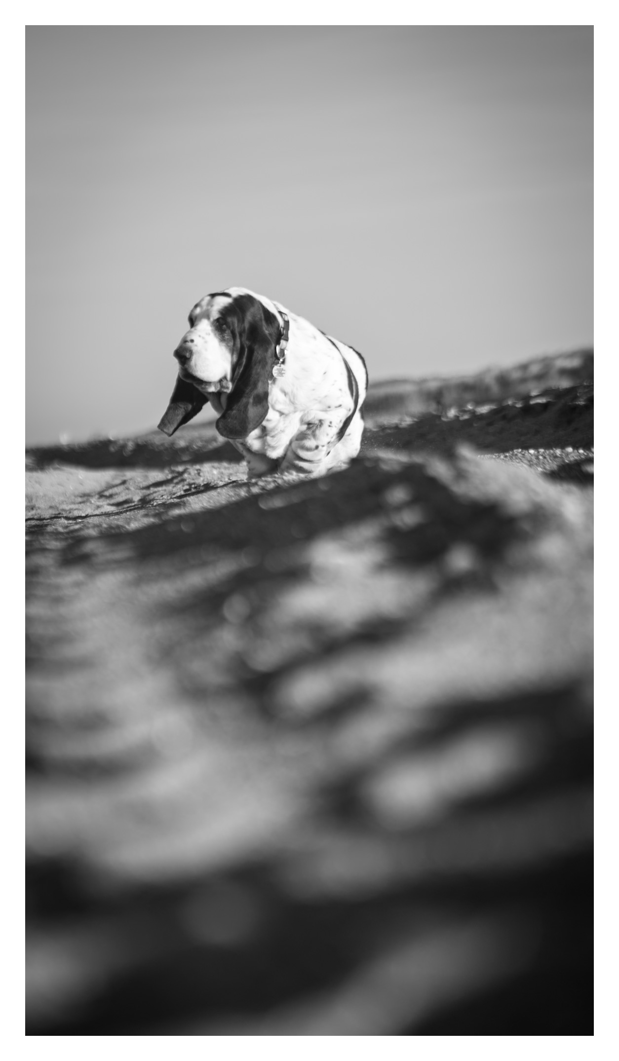 A basset hound running along the beach