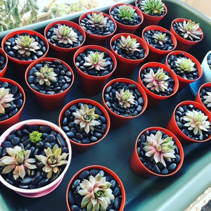 Sempervivum Mix