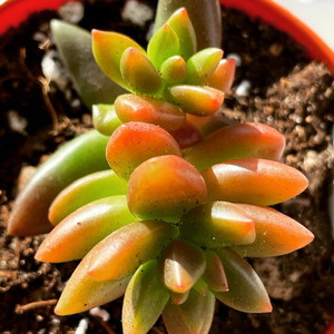 Sedeveria Jet Beads
