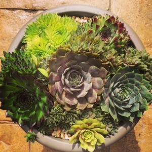 Sempervivum Mix