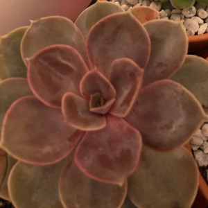 Echeveria Duchess of Nuremberg