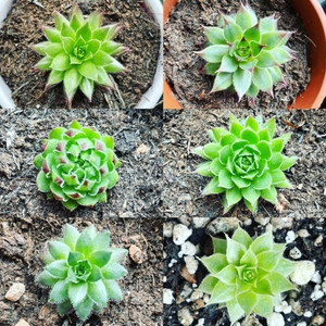 Sempervivum Mix