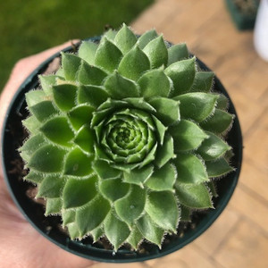 Sempervivum Cilioseum