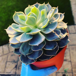 Echeveria Lotus