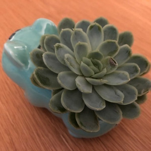 Echeveria Elegans