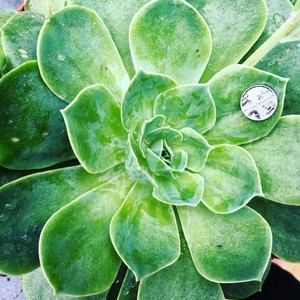 Echeveria Secunda