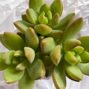 Sedeveria Lutea
