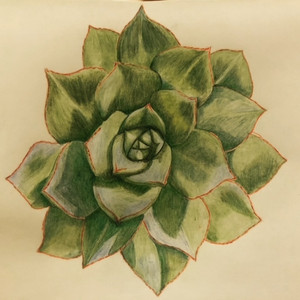 Echeveria Sketch