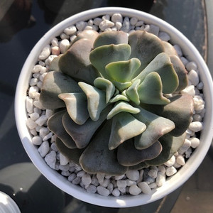 Echeveria Cubic Frost