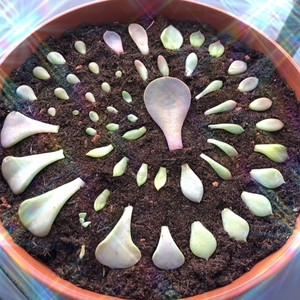 Propagation in Soil
