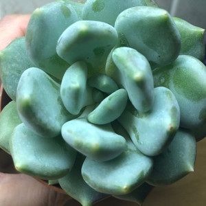 Pachyveria Clavifolia