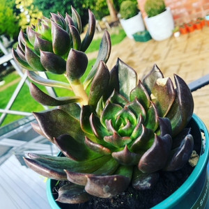 Echeveria Black Prince