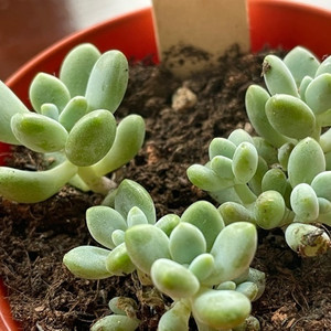 Echeveria Canna