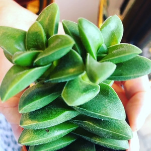 Crassula Springtime