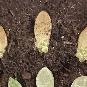 Babies Growing