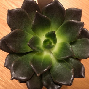 Echeveria Black Prince