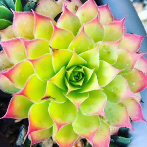 Sempervivum Gold Nugget