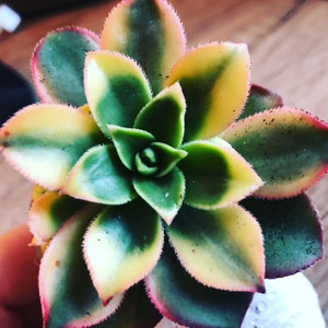 Aeonium Kiwi Tricolour Variegated