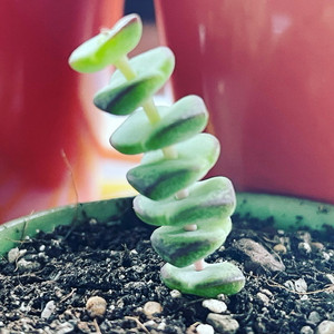 Crassula Pastel Variegated