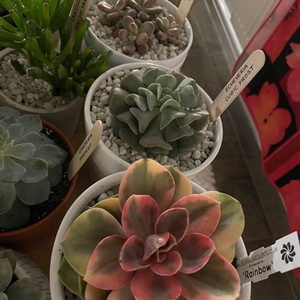 Mix