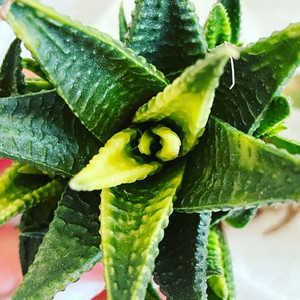Haworthia Limafolia Variegata