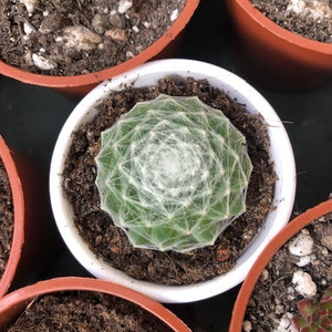 Sempervivum Arachnoideum