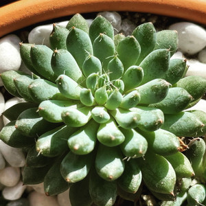 Sinocrassula Yunnanensis