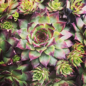 Sempervivum Tectorum