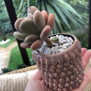 Pachyphytum Bracteosum