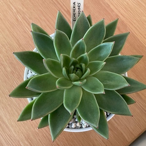 Echeveria Agavoides