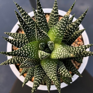 Haworthia Pearl Plant