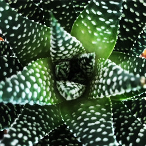 Haworthia Pearl Plant