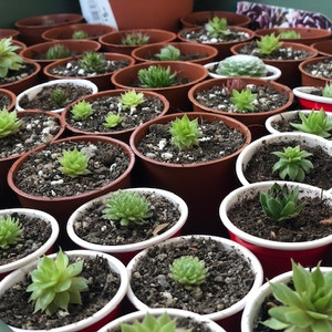 Sempervivum Baby Mix