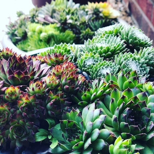 Sempervivum Mix