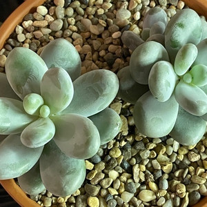 Pachyphytum Ovyferum