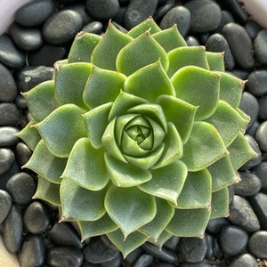 Echeveria Green Gollum