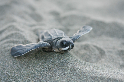 A hatchling on the beach of Pacuare Reserve