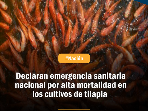 Declaran emergencia sanitaria nacional por alta mortalidad en los cultivos de tilapia