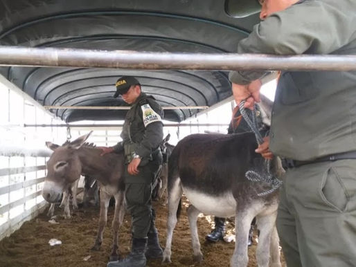 Policía de Córdoba incauta camión que transportaba burros y serian llevado a mataderos clandestinos