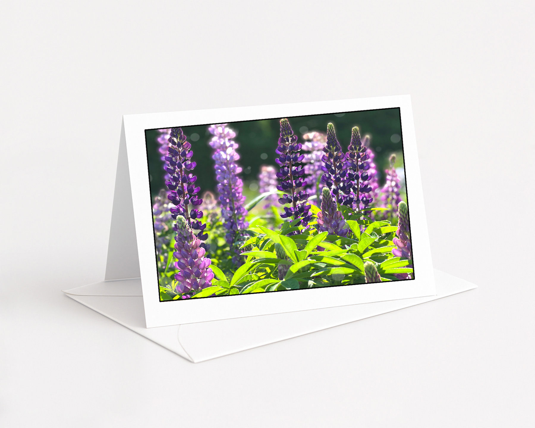 Lupines, Ottawa, Canada