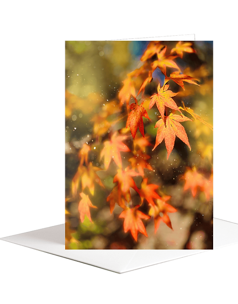 Collection Automne