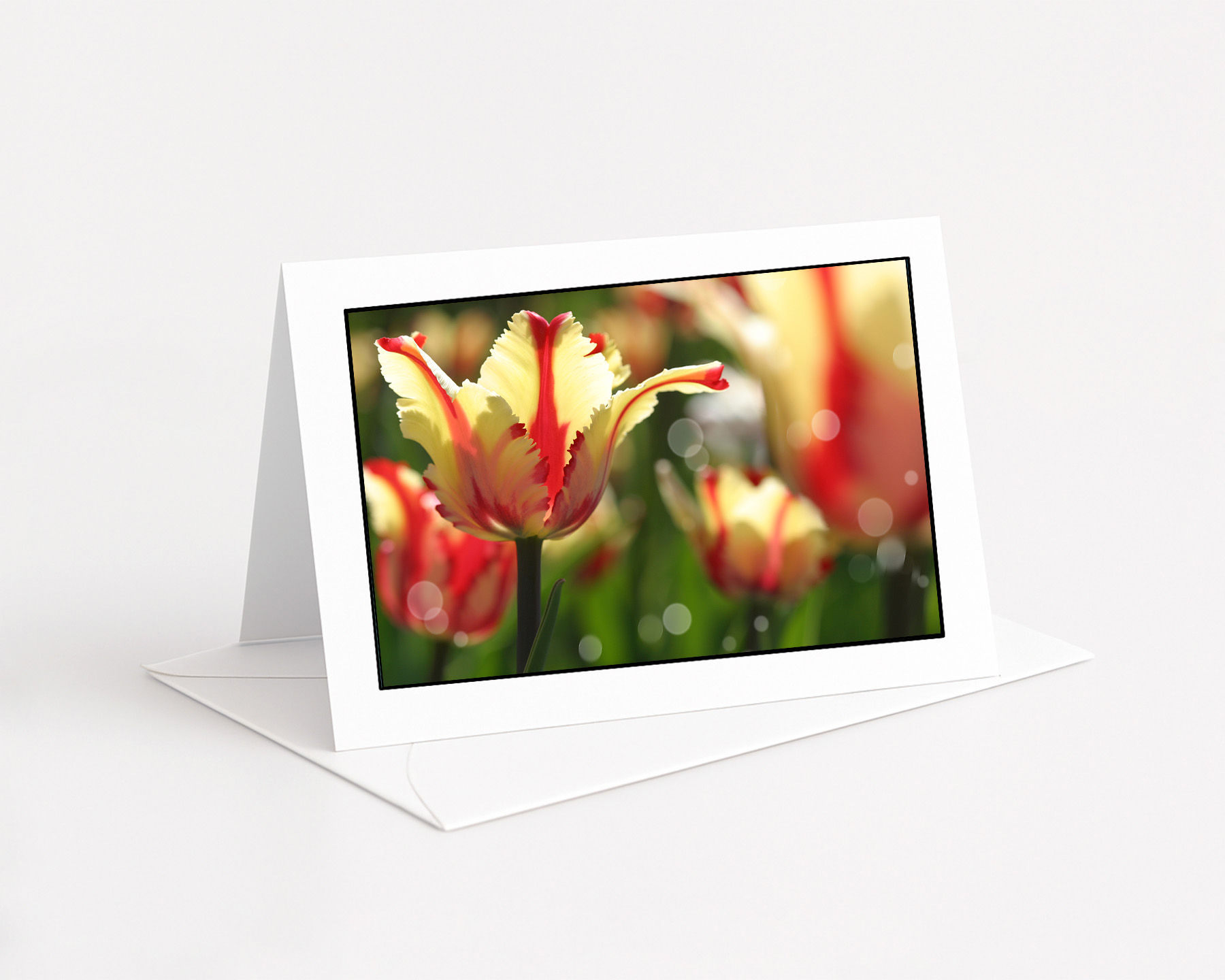 Tulipes, Festival des tulipes, Ottawa, Canada