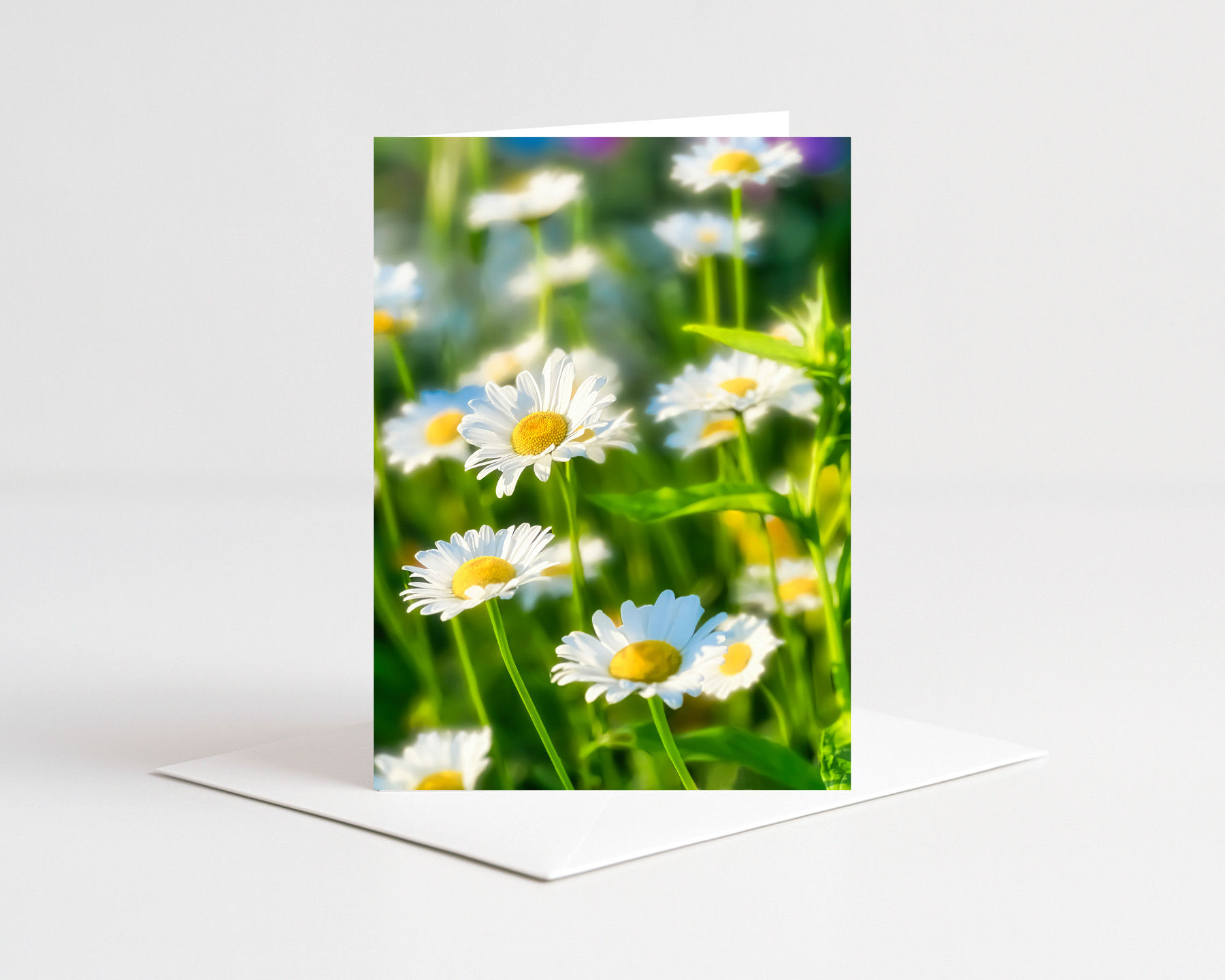 Marguerites à la Ferme Moore, Gatineau, Canada
