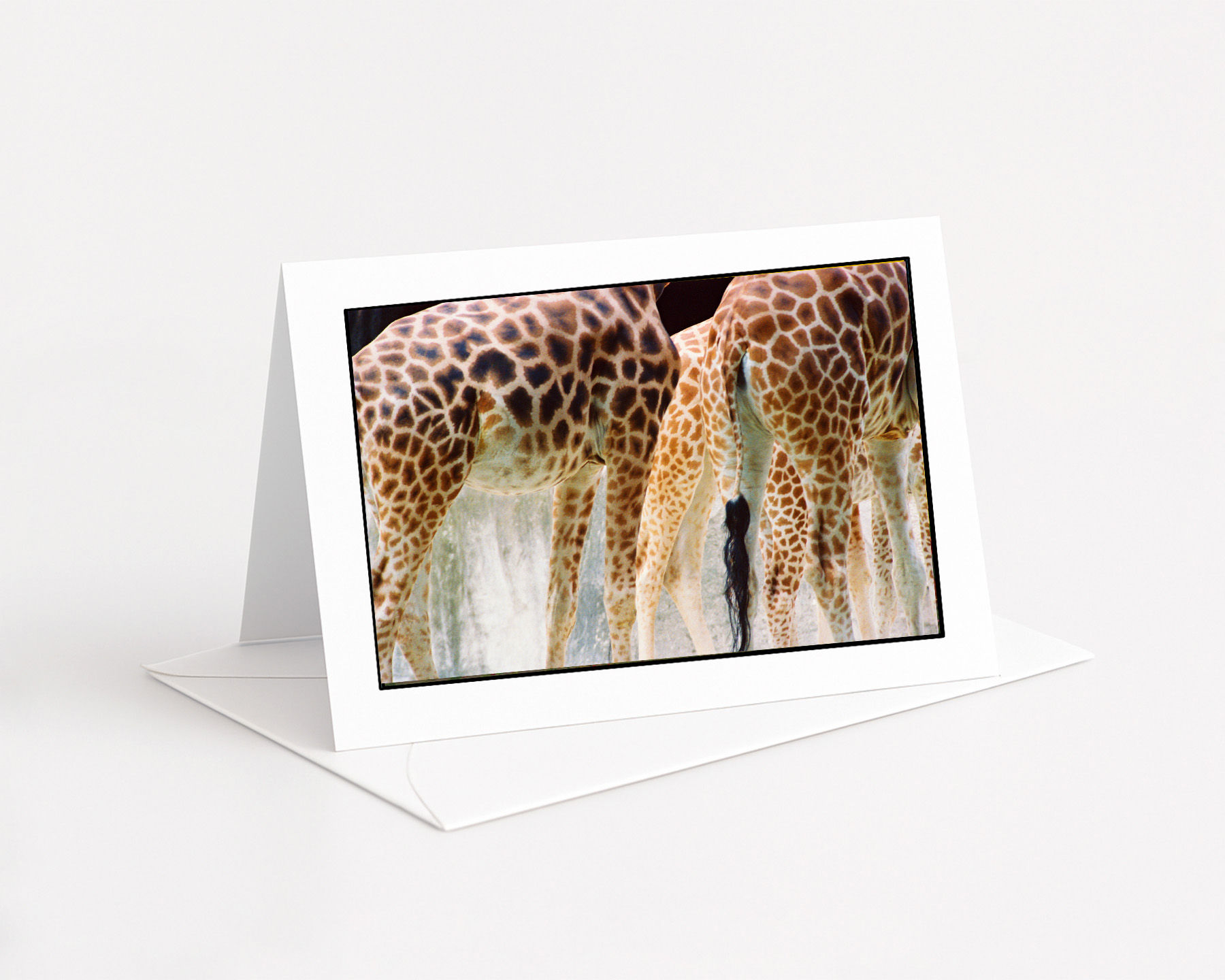 Giraffes, Zoo de Paris, France