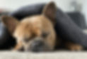 Dog sleeping