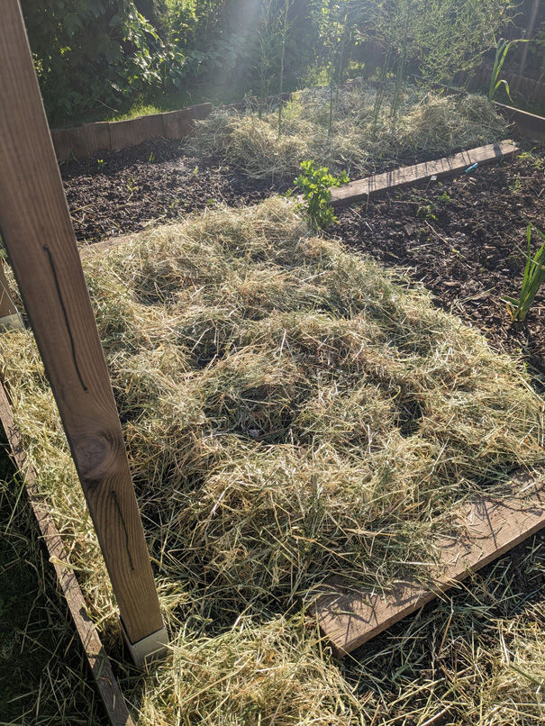 Mulch Gemüsebeet