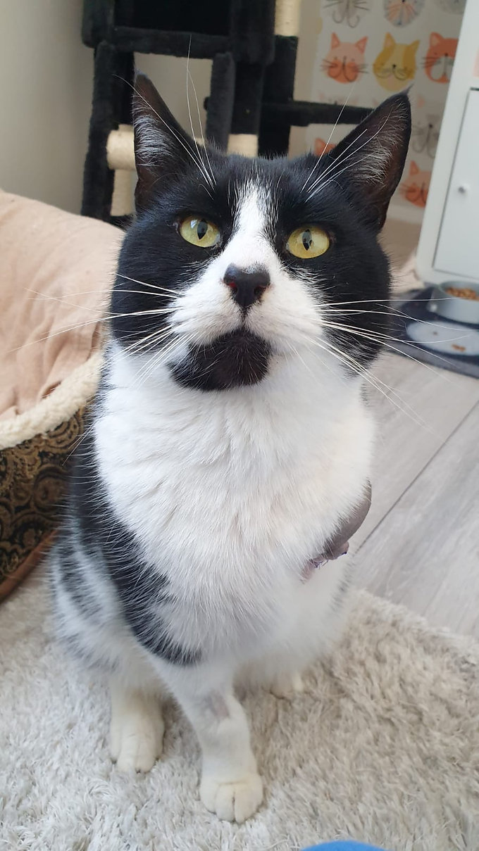 Noel