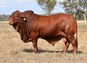 LOT 275.jpg