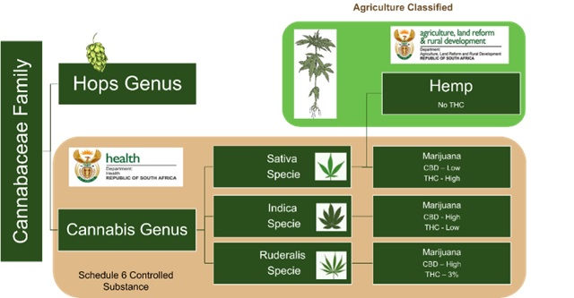 Hemp Family